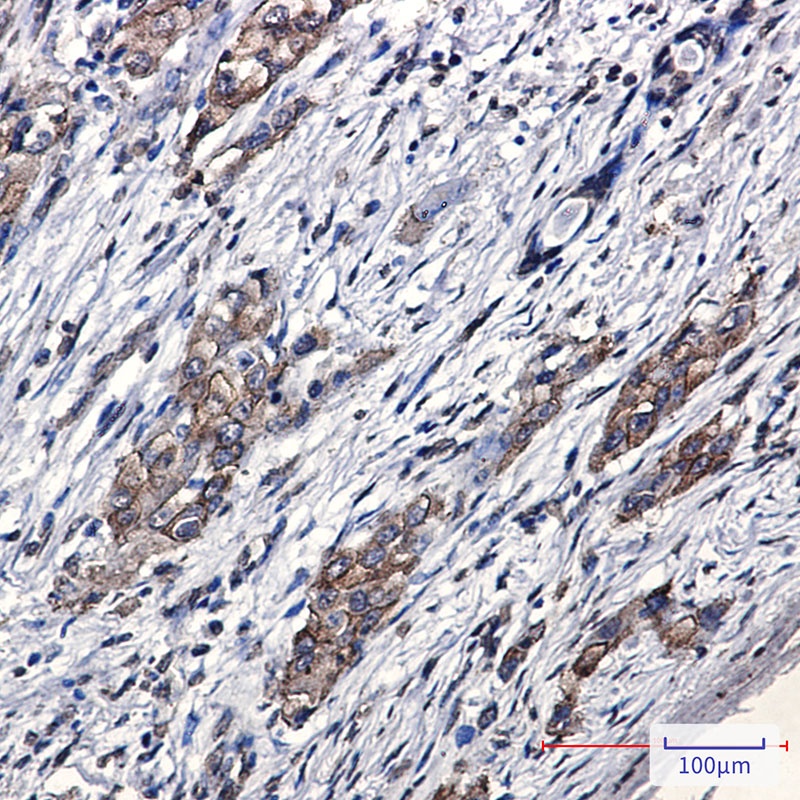 SARA Rabbit mAb