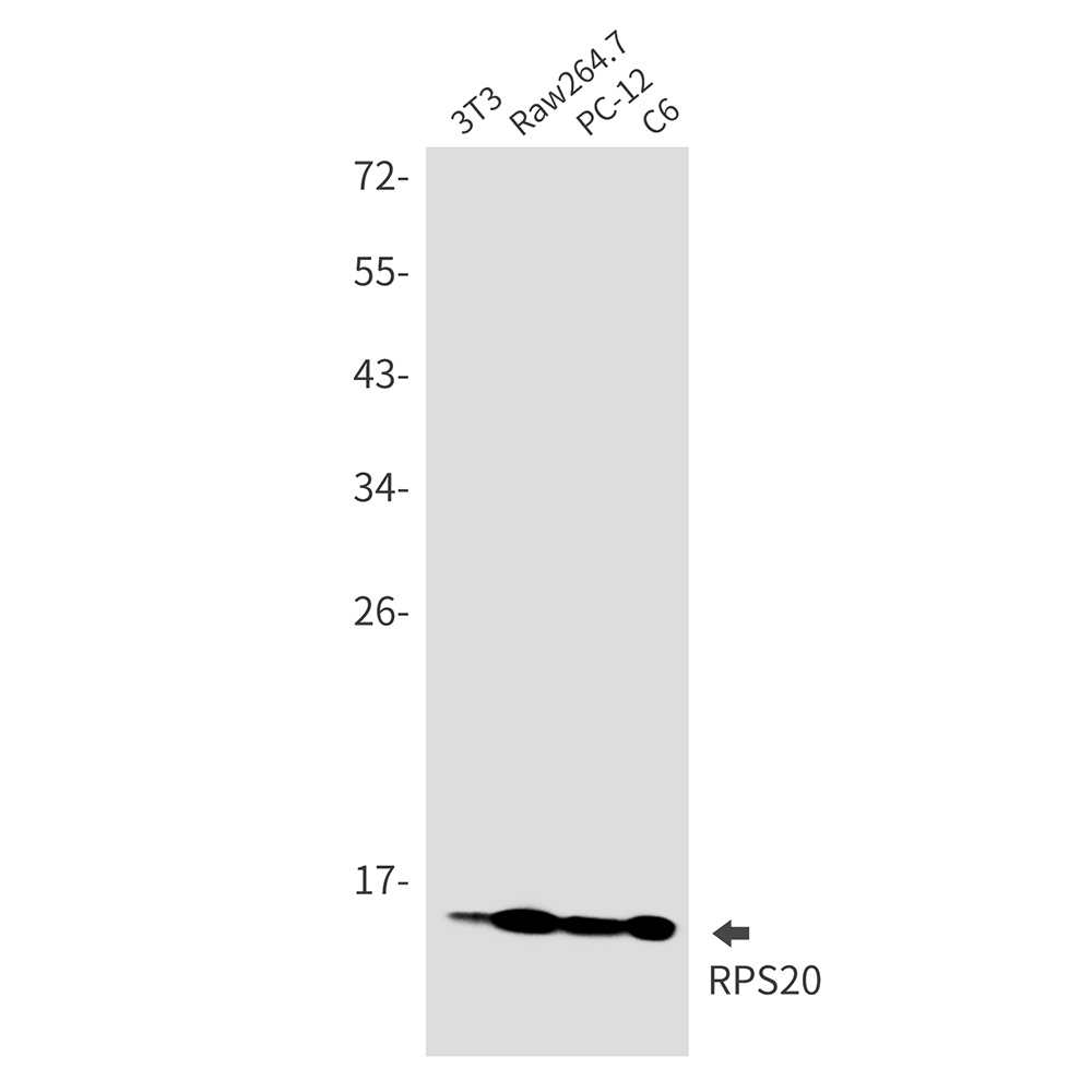 RPS20 Antibody