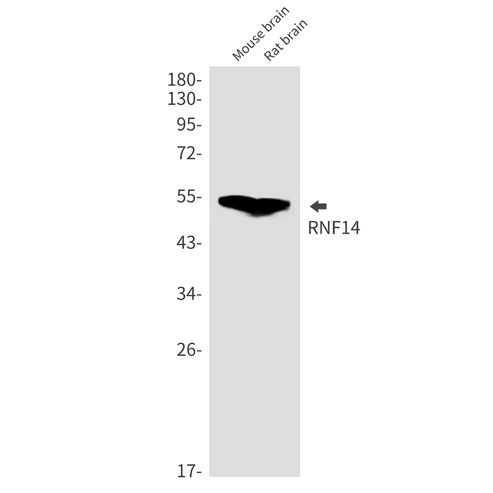 RNF14 Antibody