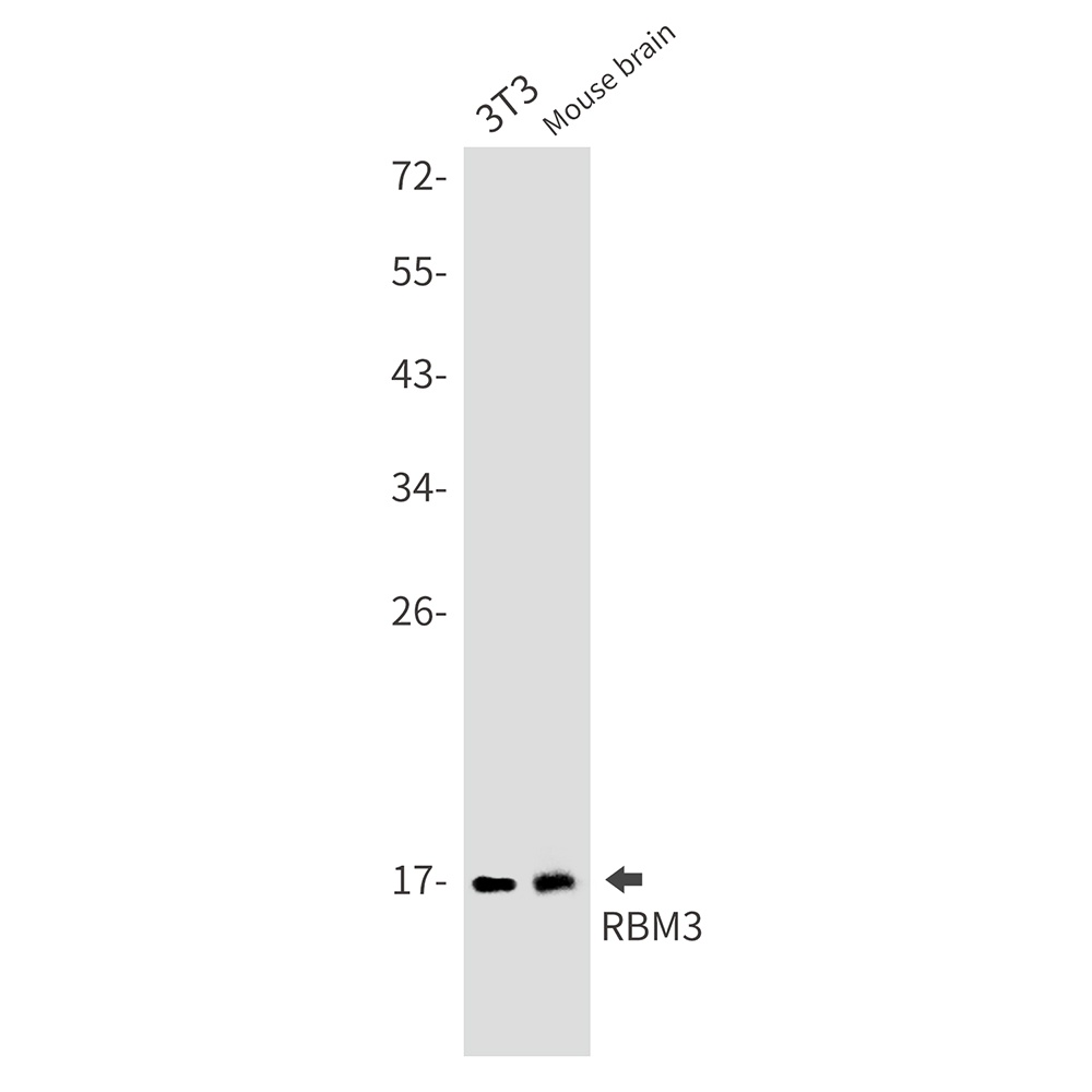 RBM3 Antibody