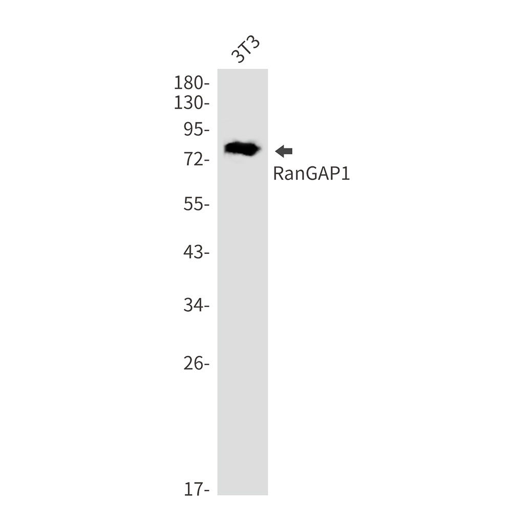 RanGAP1 Rabbit mAb