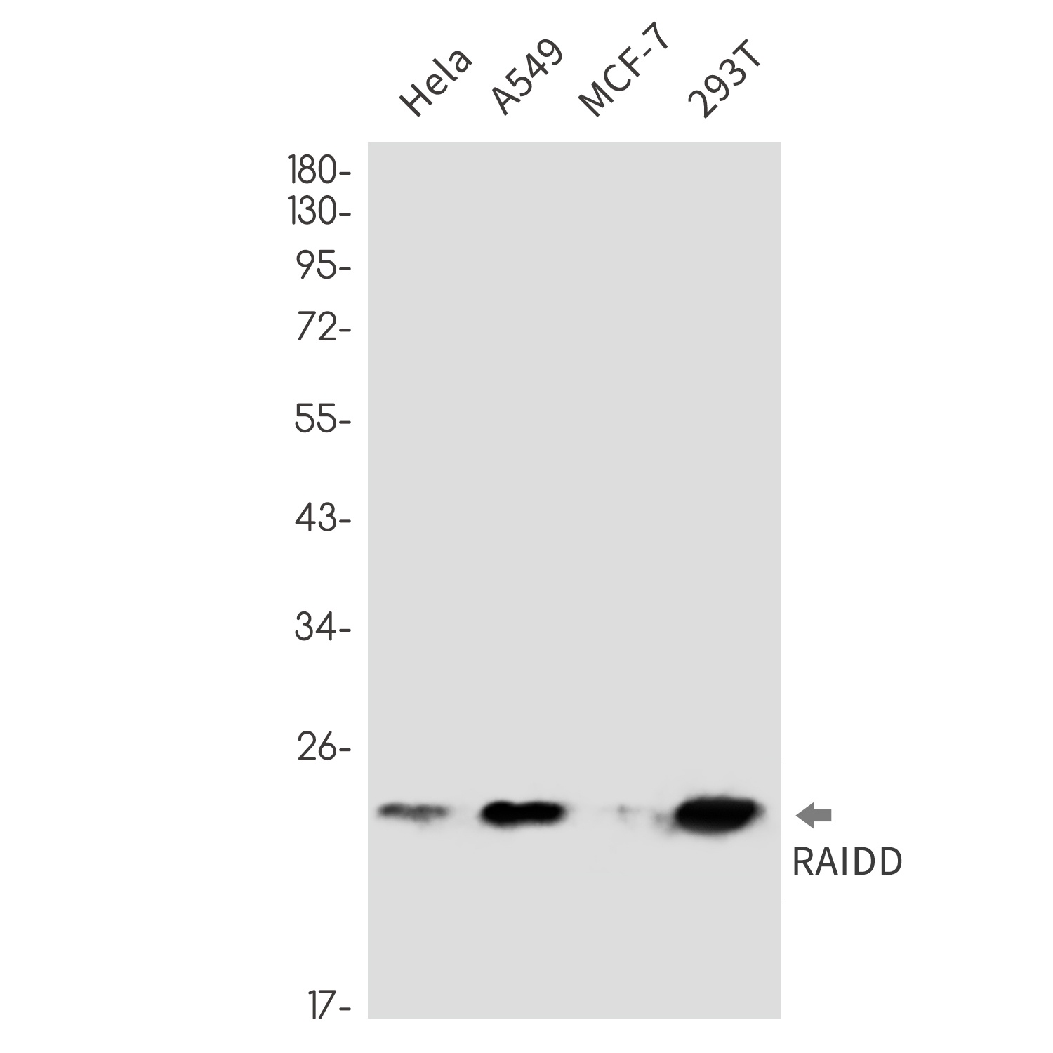 RAIDD Rabbit mAb