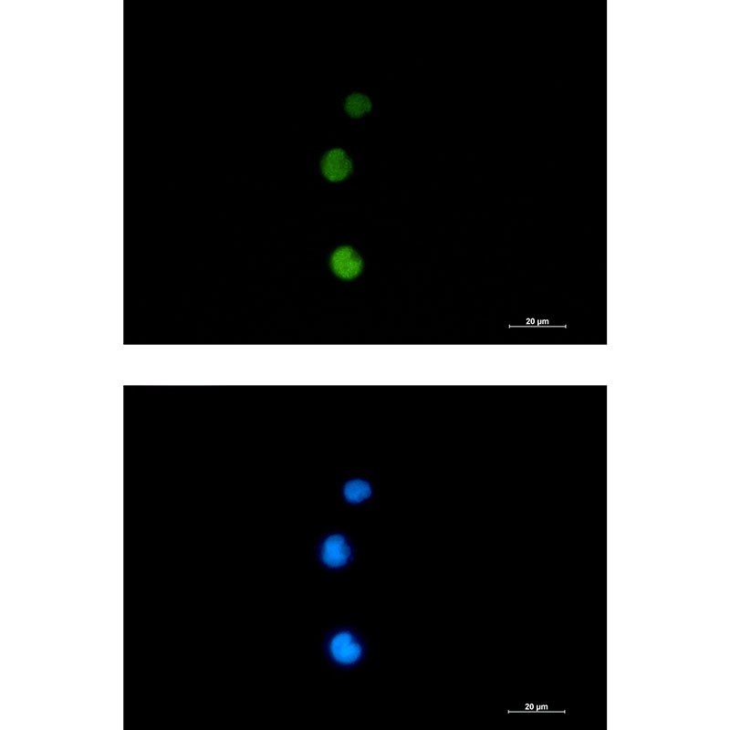 RAD51 Antibody