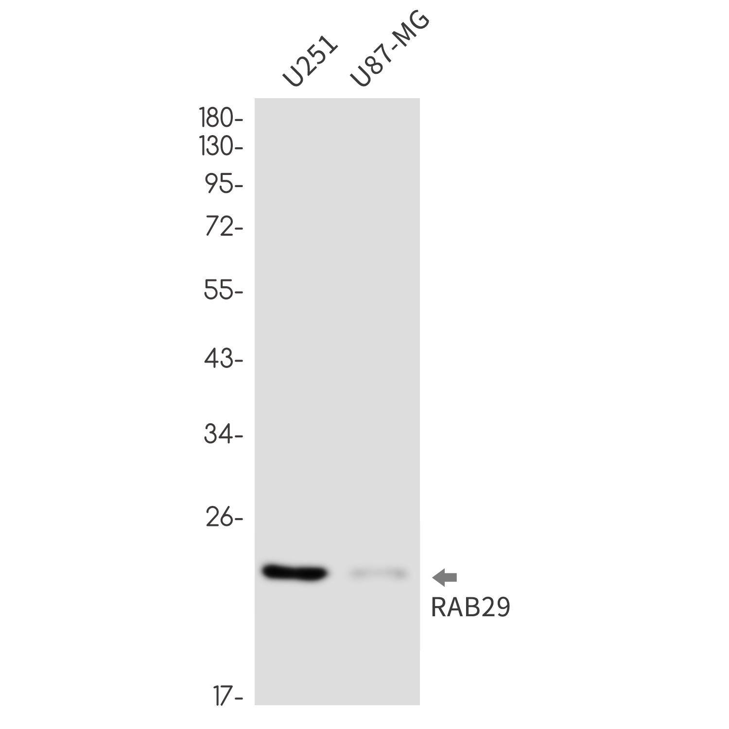 RAB29 Antibody
