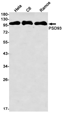 DLG2 Antibody