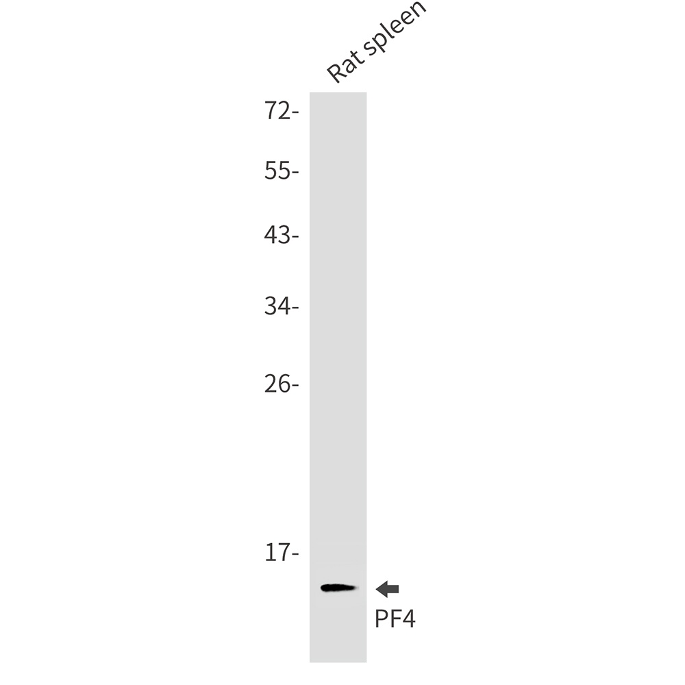 PF4 Antibody