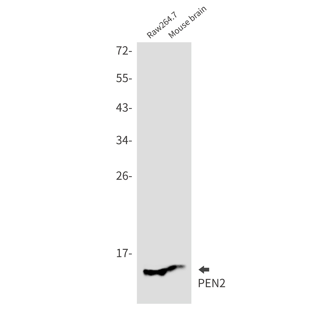 PEN2 Rabbit mAb