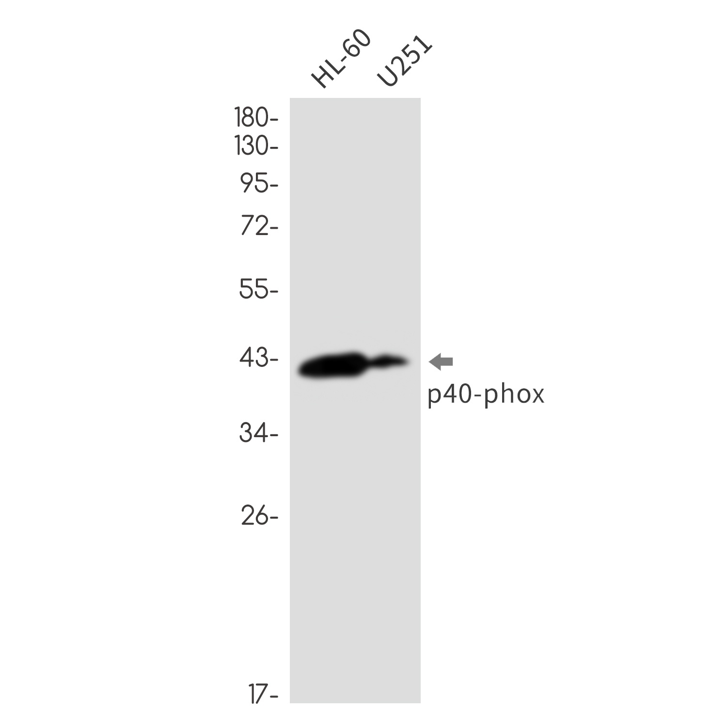 NCF4 Rabbit mAb