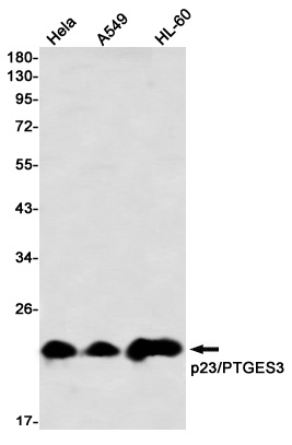 p23 Rabbit mAb