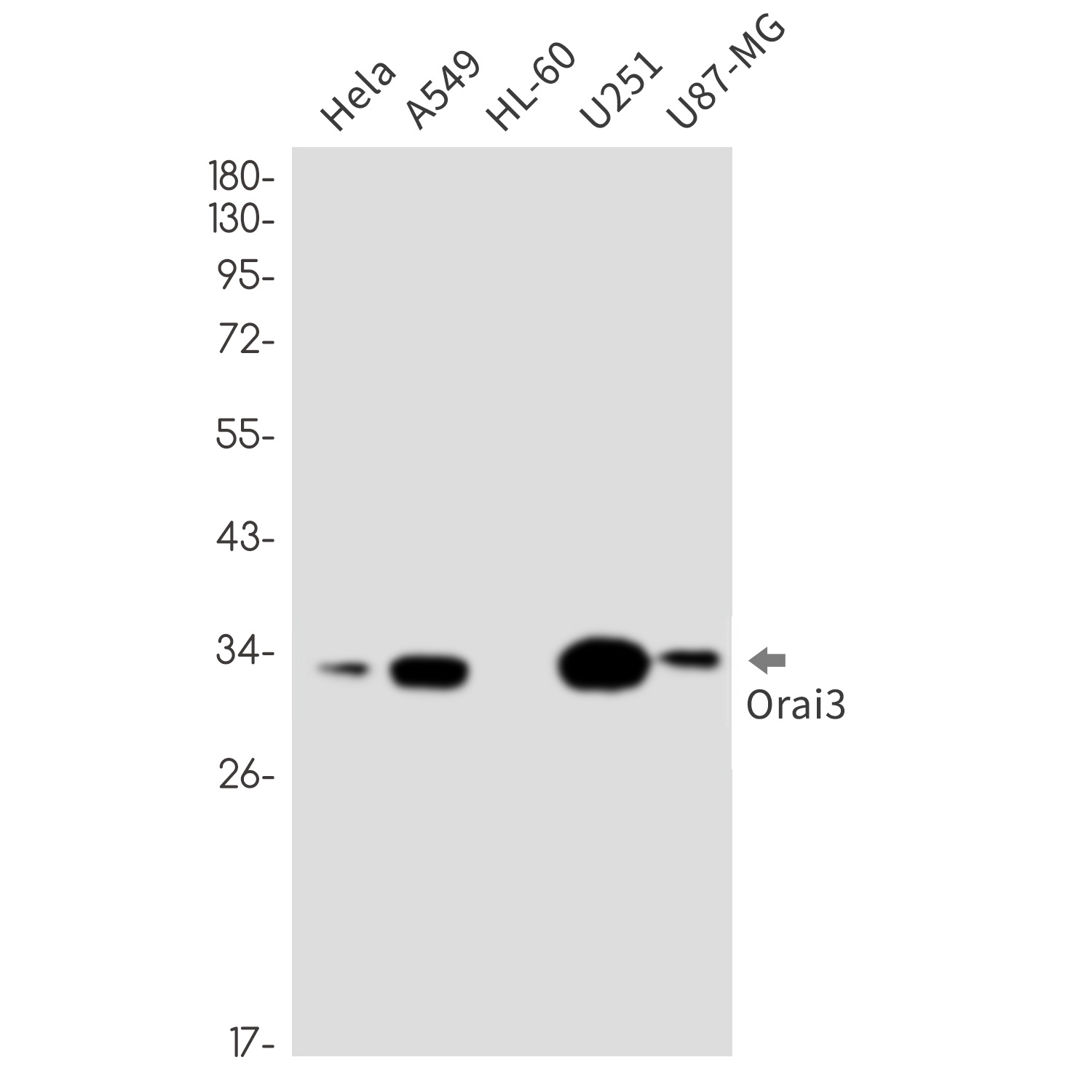 ORAI3 Rabbit mAb