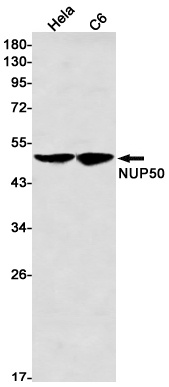 NUP50 Antibody