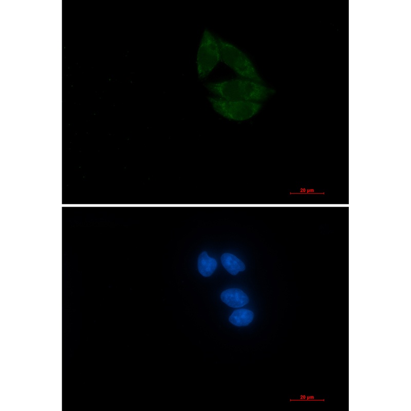 NUP155 Antibody