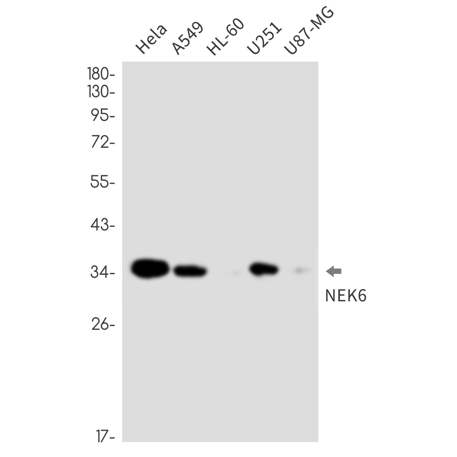 NEK6 Antibody