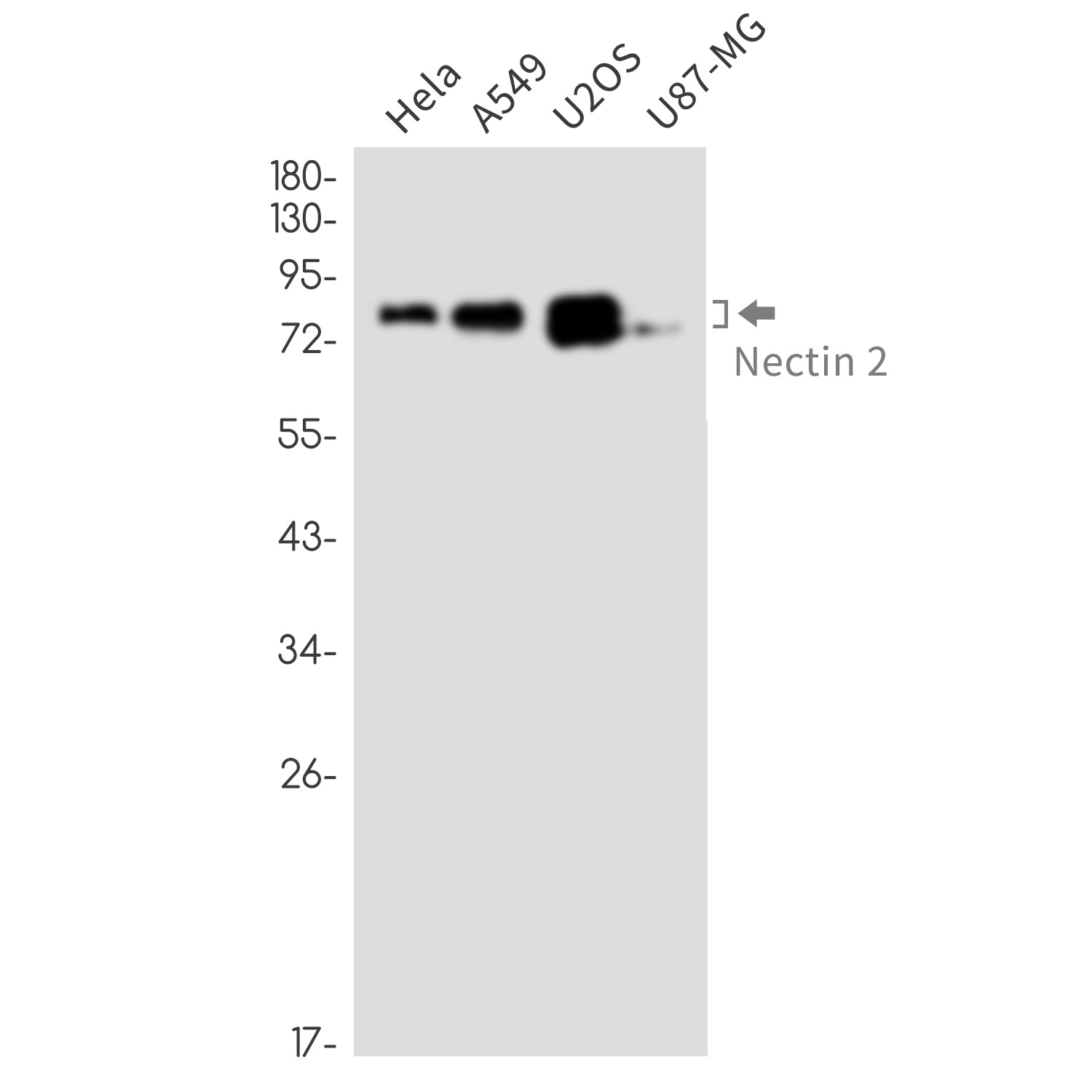 Nectin 2 Rabbit mAb