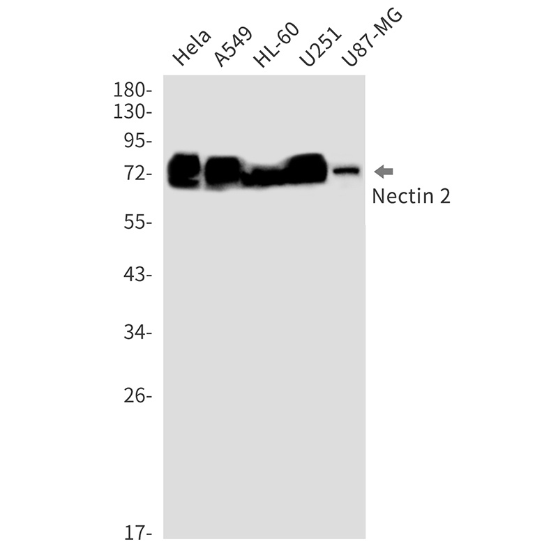 NECTIN2 Antibody