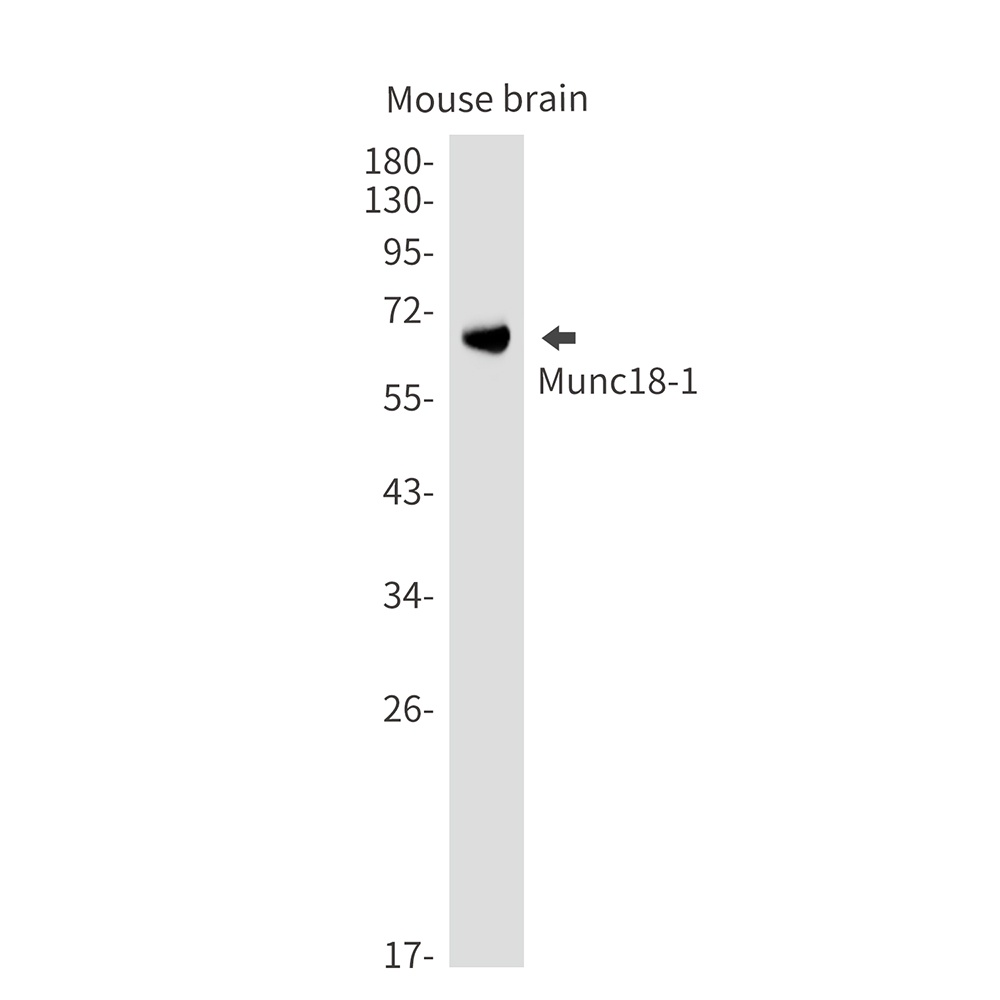 STXBP1 Antibody