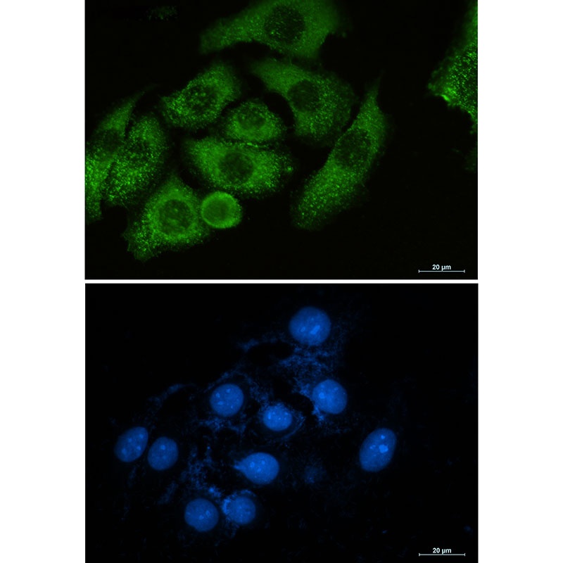 Moesin Rabbit mAb