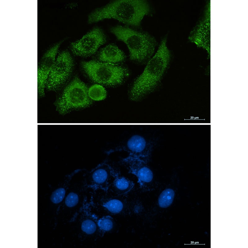 MSN Antibody