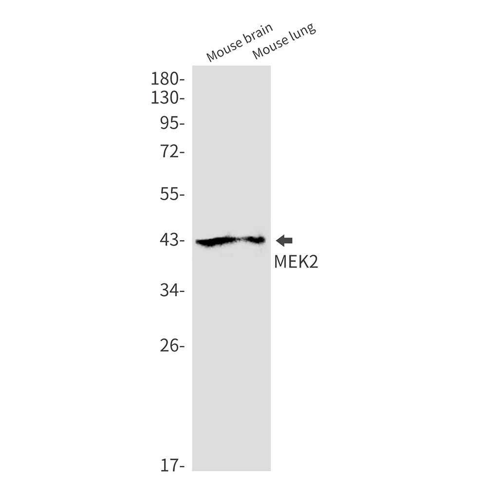 MAP2K2 Antibody