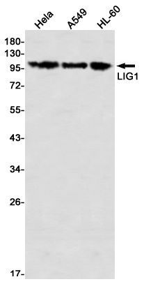 LIG1 Rabbit mAb