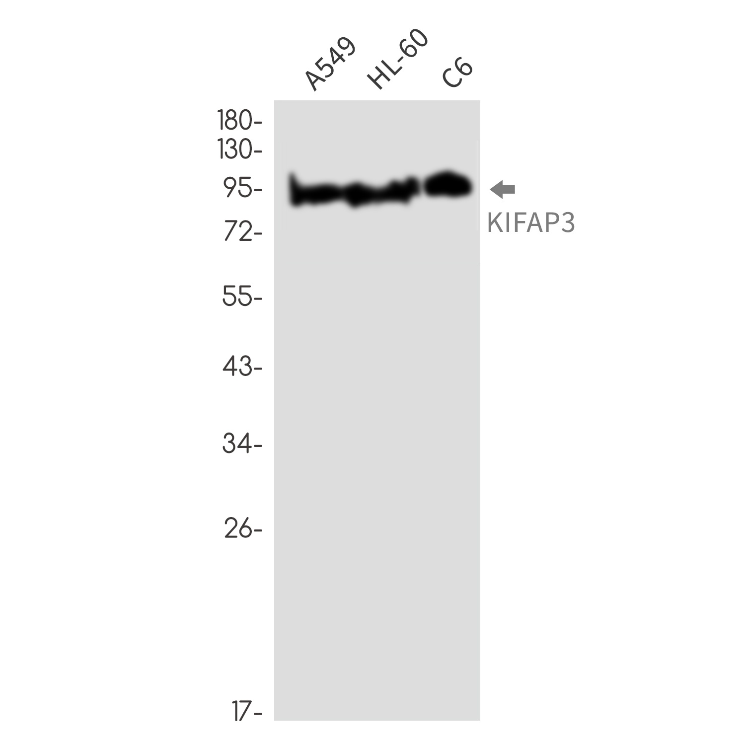 KIFAP3 Antibody