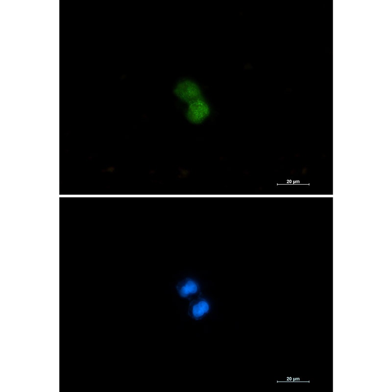 KAT7 Antibody