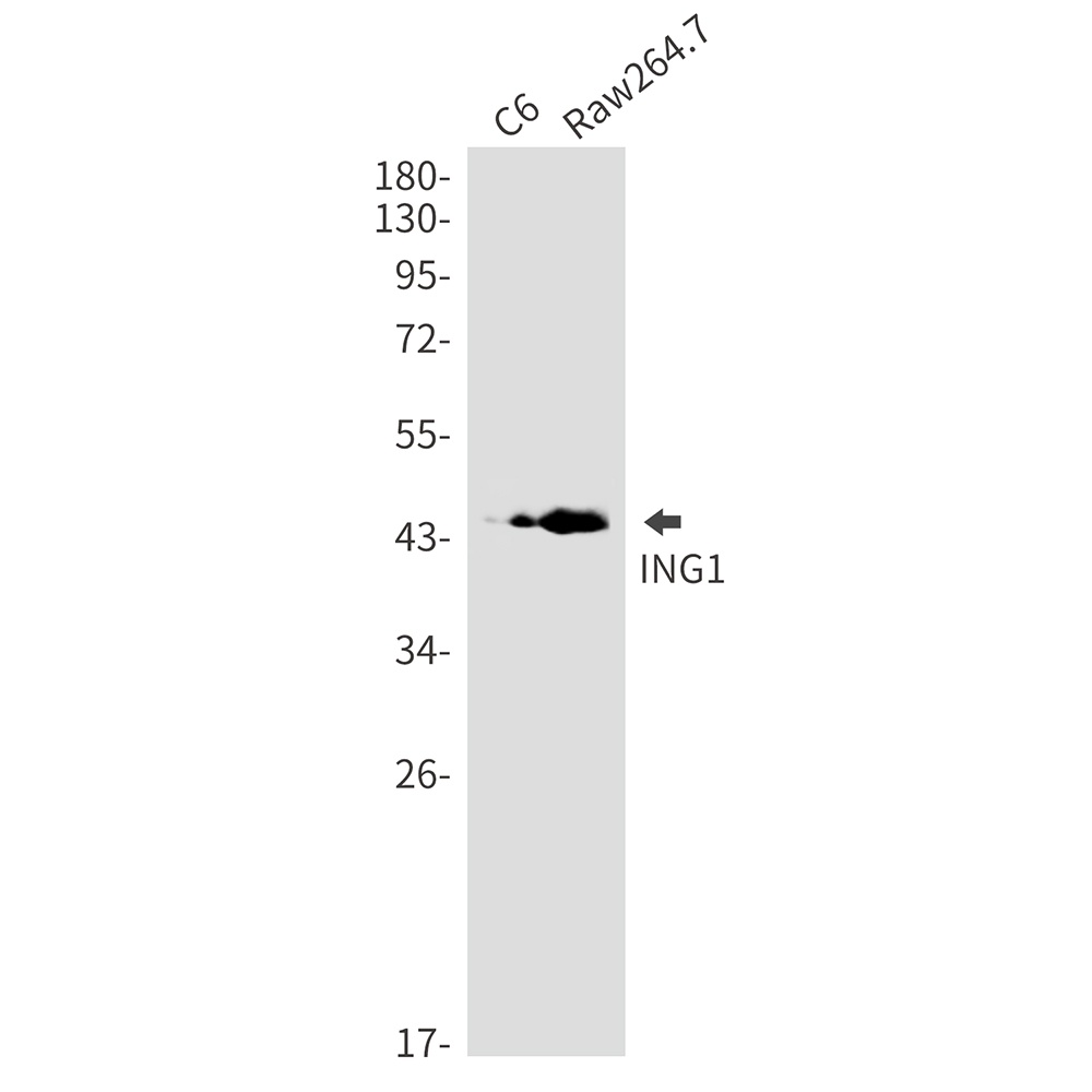 ING1 Antibody