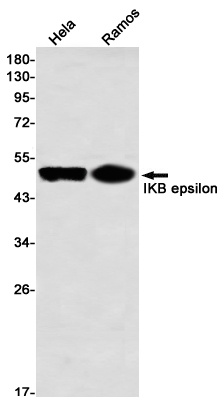 NFKBIE Antibody