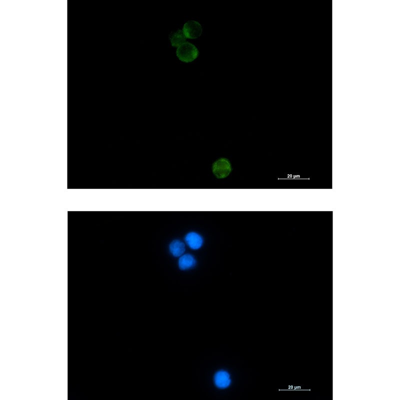 HSPA14 Antibody