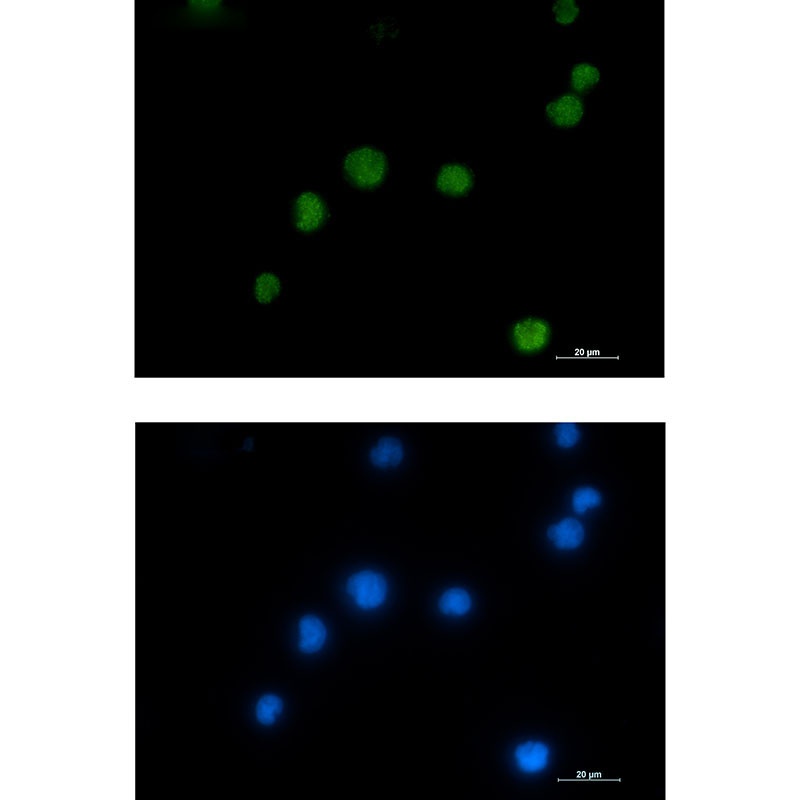 HMGB2 Antibody