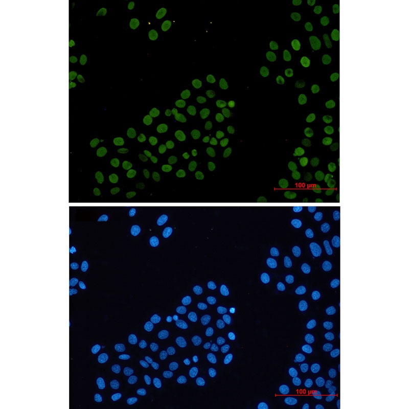 H2AX Antibody