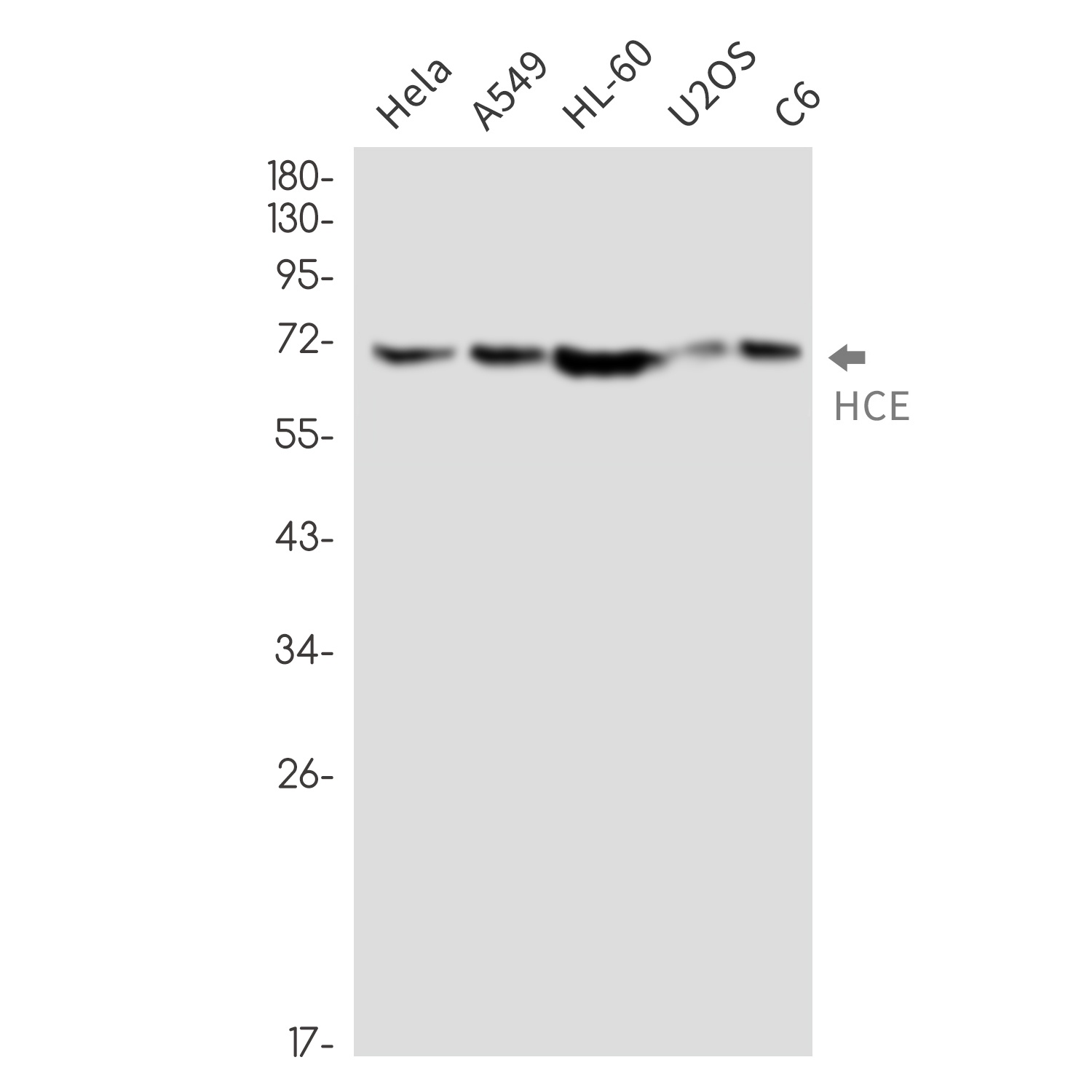 HCE Rabbit mAb