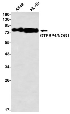 GTPBP4 Antibody