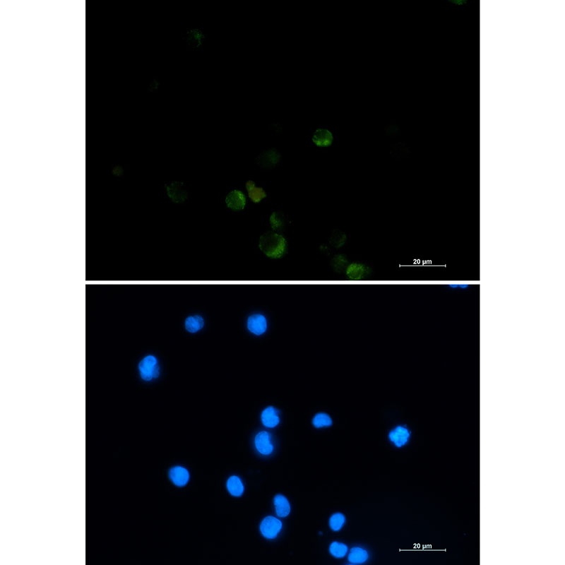 GRSF1 Rabbit mAb