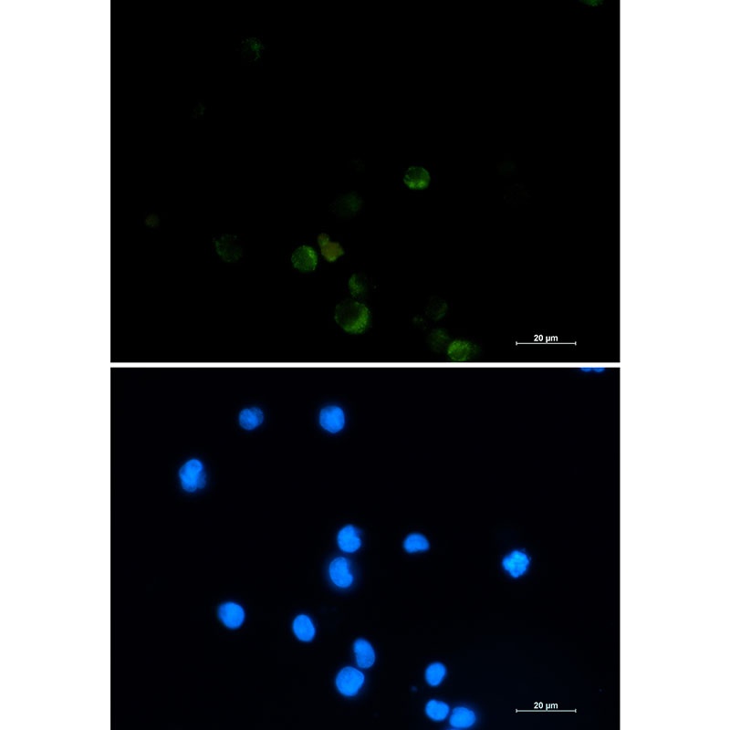 GRSF1 Antibody