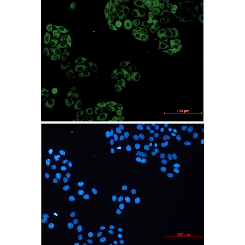 GNAI2 Antibody