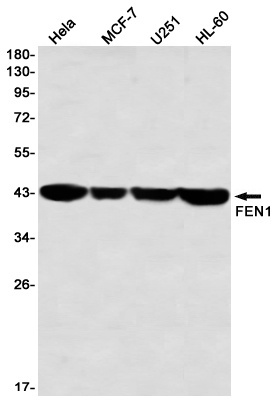 FEN1 Antibody