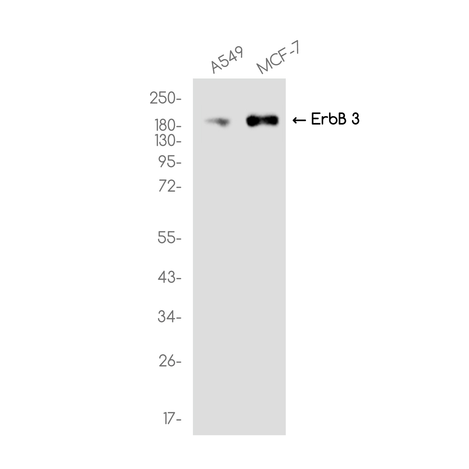 ERBB3 Antibody