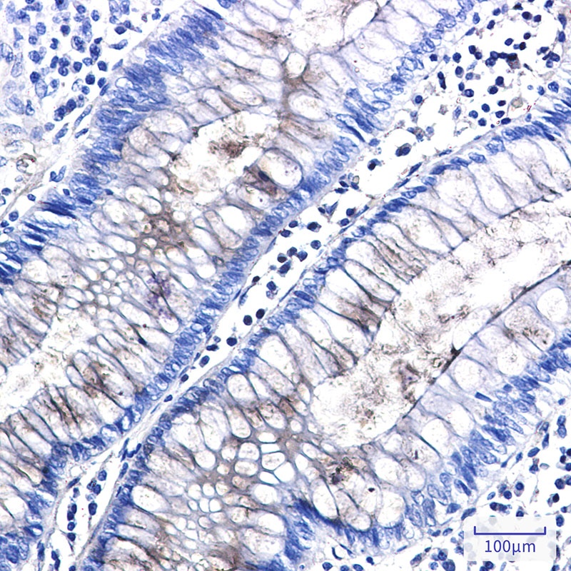 Entactin Rabbit mAb
