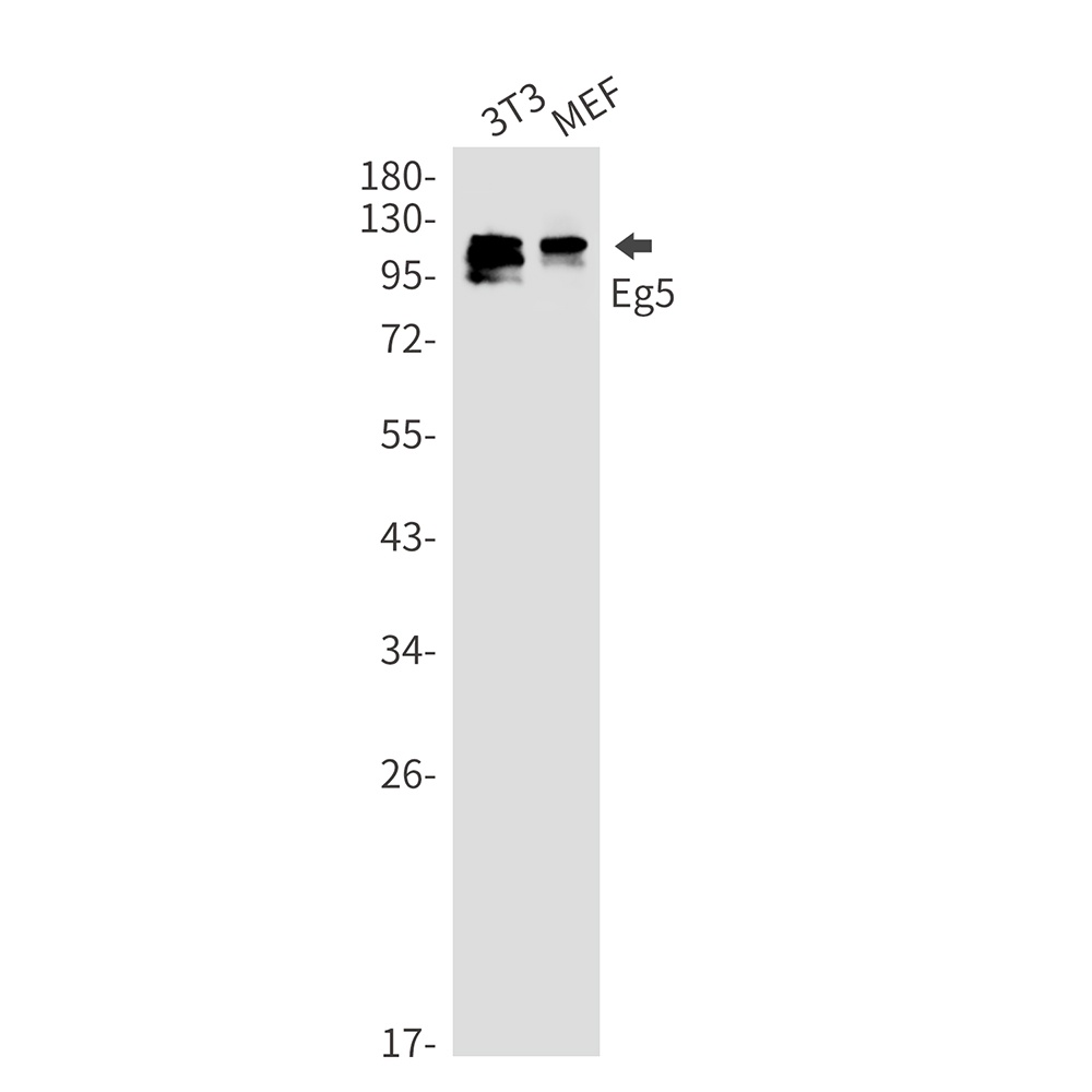 KIF11 Antibody