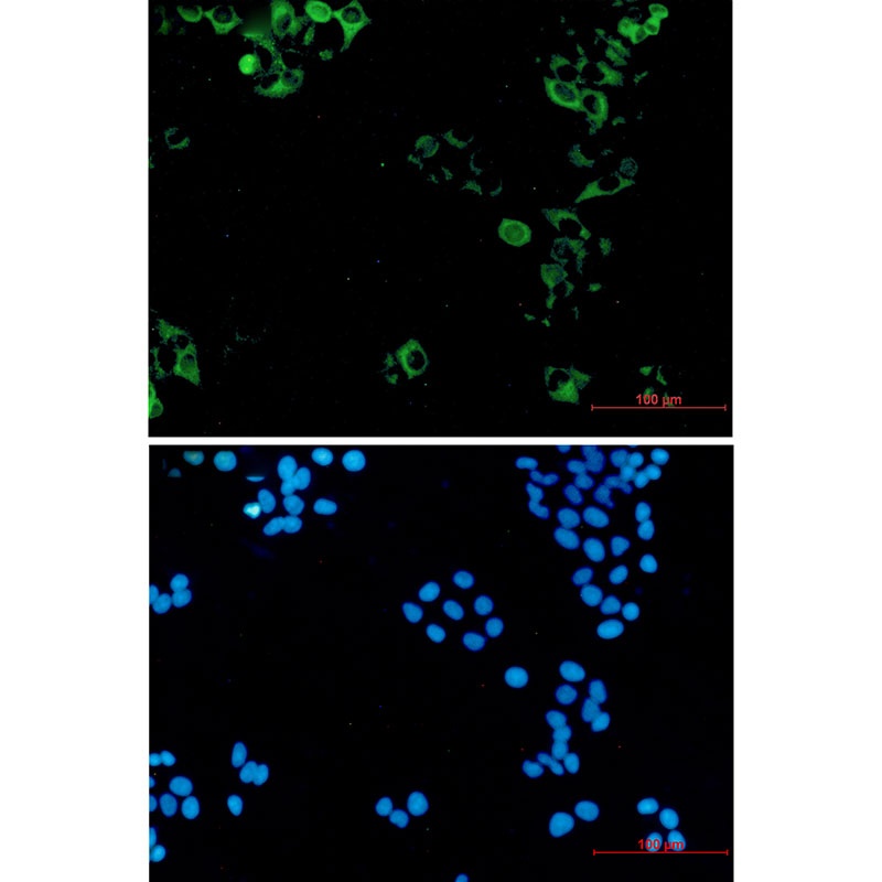 Eg5 Rabbit mAb