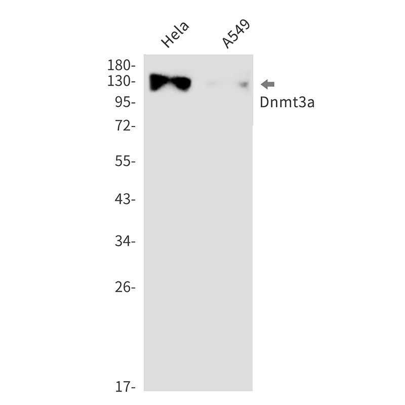 DNMT3A Antibody