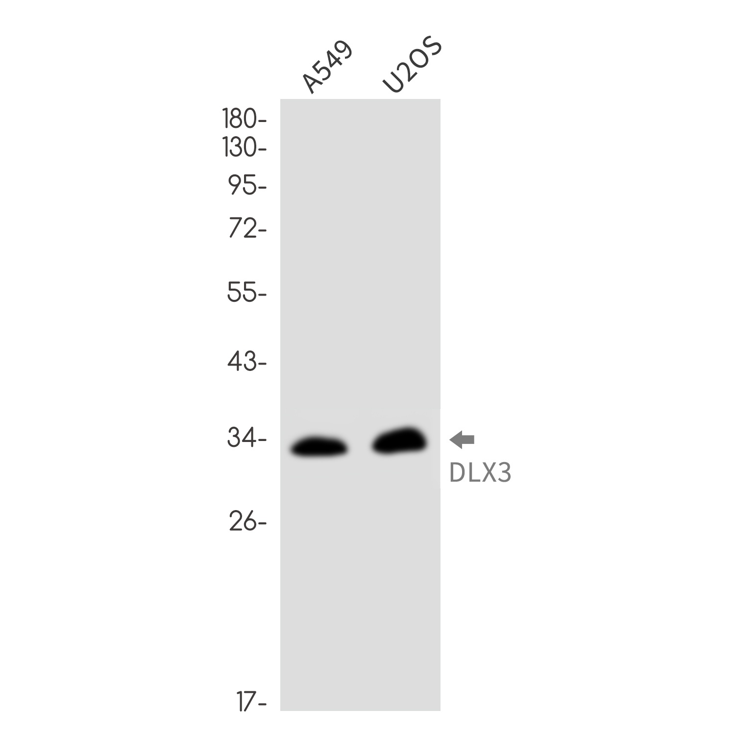 DLX3 Antibody