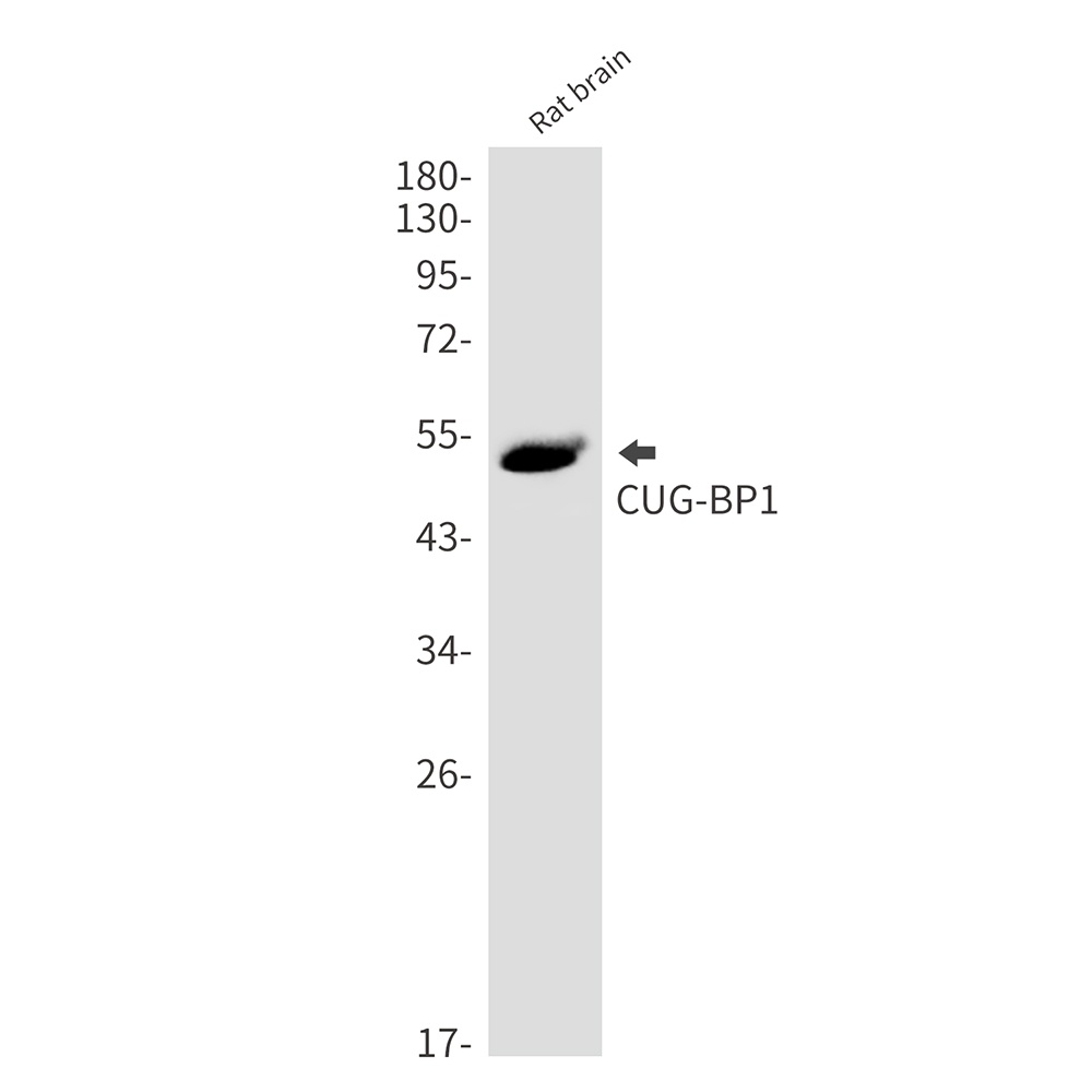 CUG BP1 Rabbit mAb