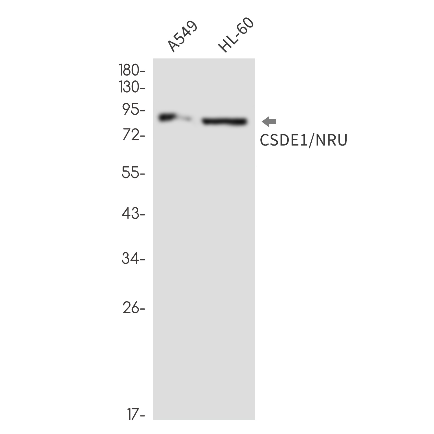 CSDE1 Rabbit mAb