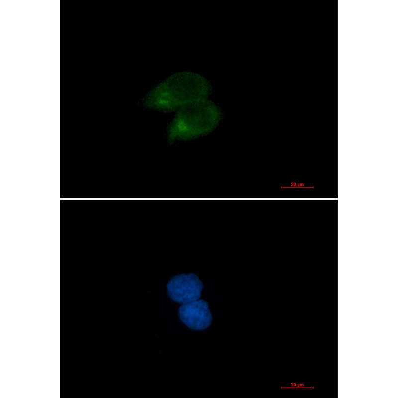 CLSTN1 Antibody