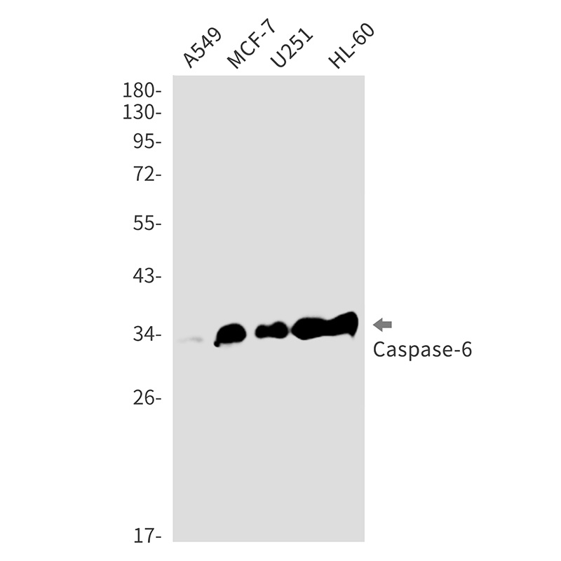 CASP6 Antibody