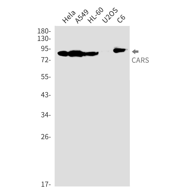 CARS Rabbit mAb