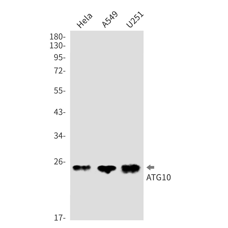 Bid Rabbit mAb