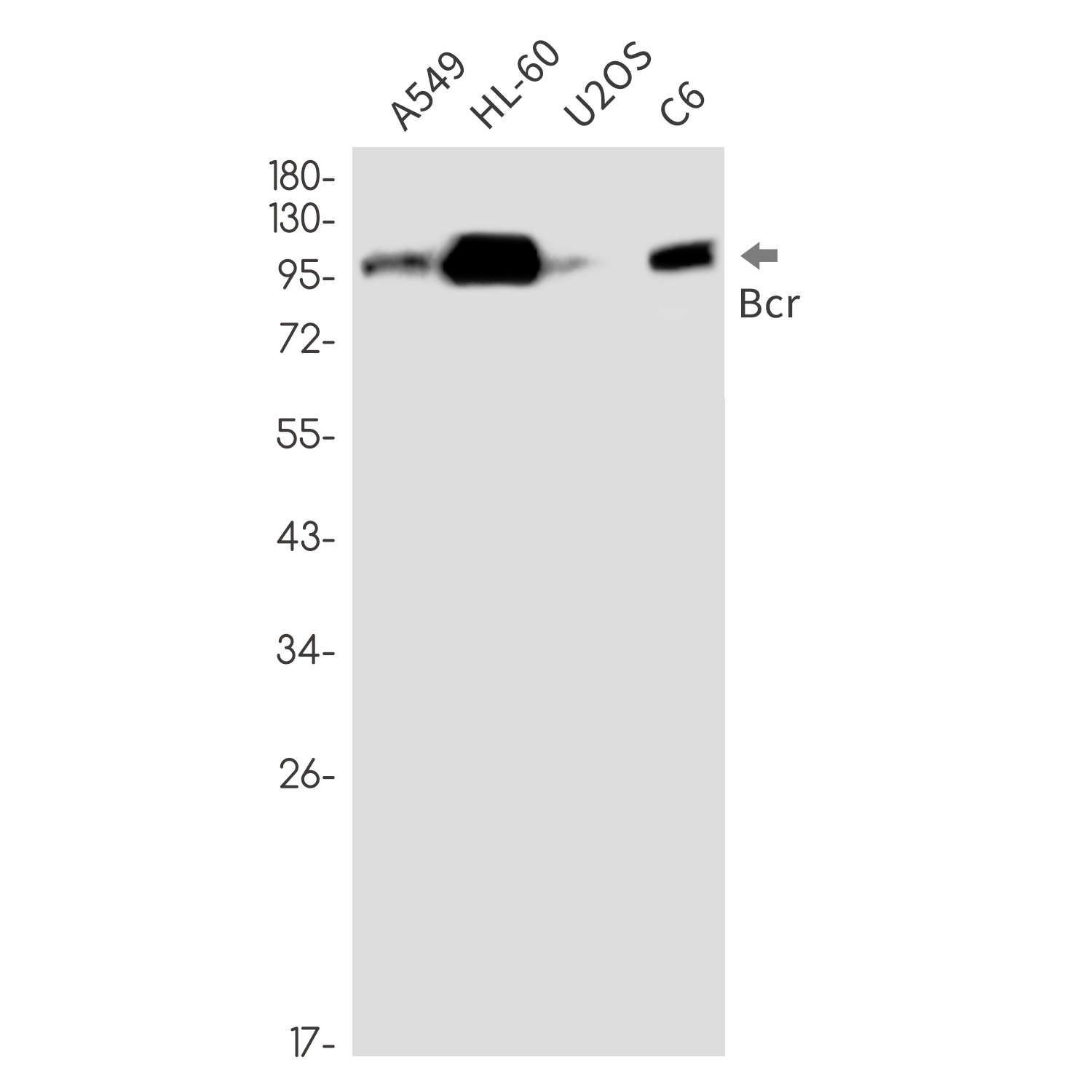 Bcr Rabbit mAb